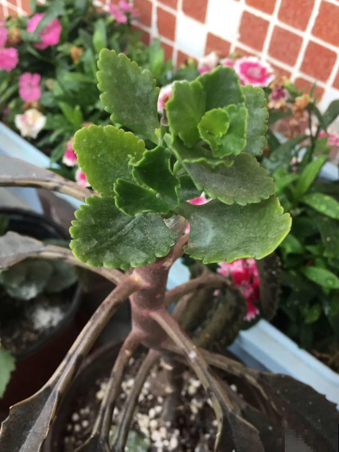 除了蟹爪兰，这花也能嫁接，开花的时候太美了！