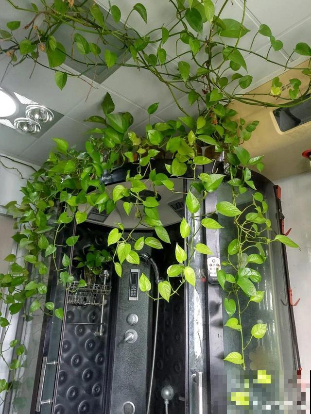 太阳花种子撒一把，能开满阳台，一年四季死不了！