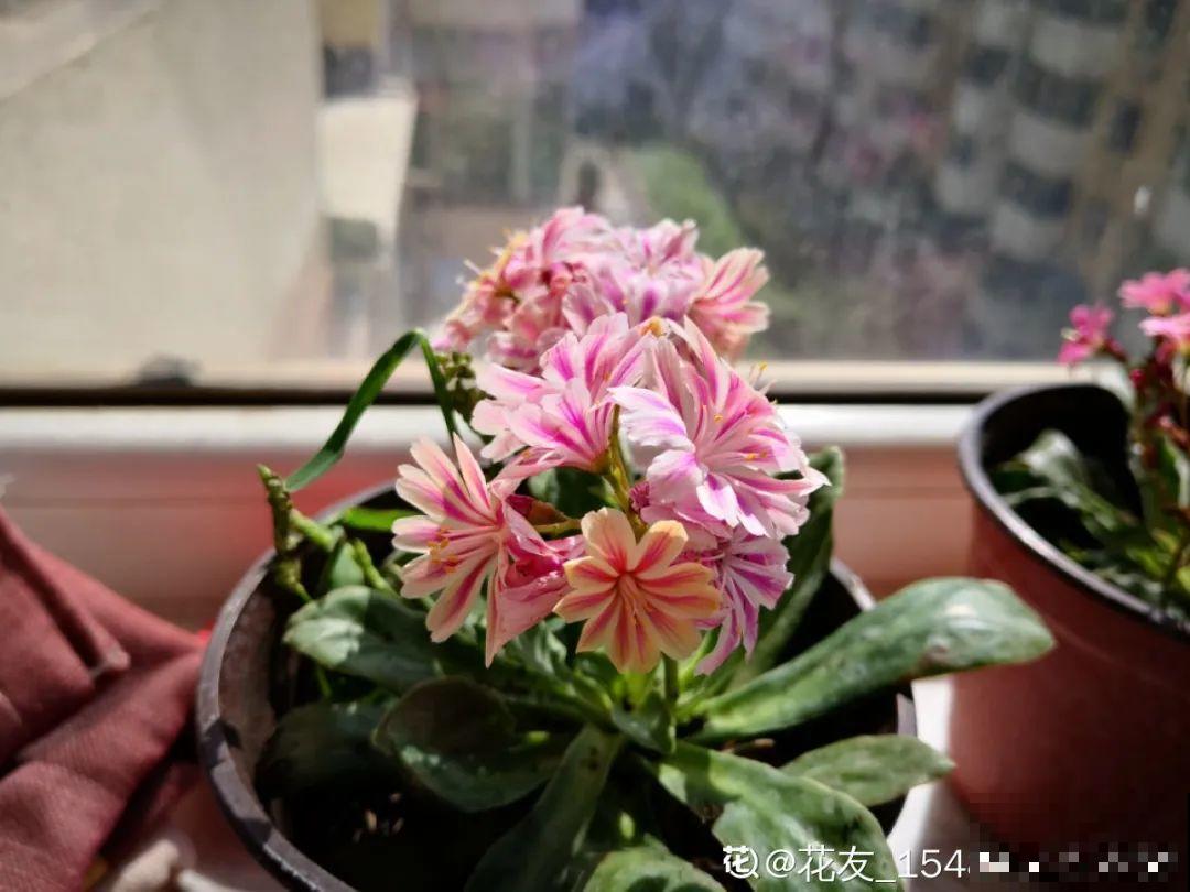 最爱开花的多肉，1年能开3个月，谁看了都想养！