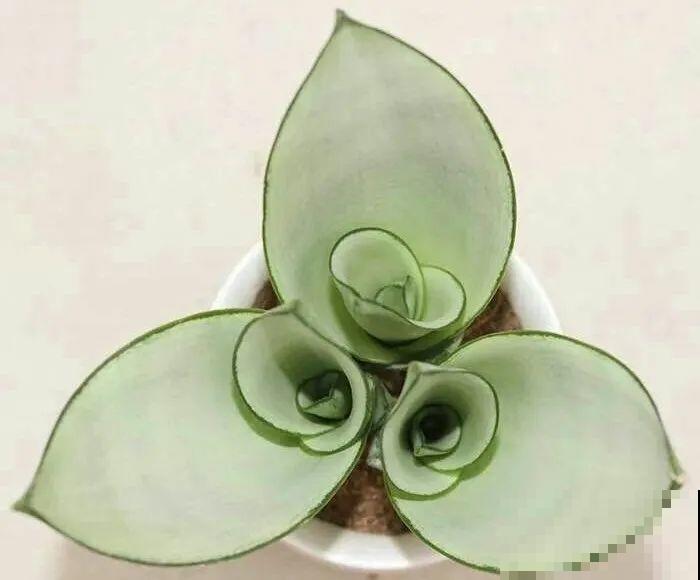 别养绿萝了，20种耐阴花，看一眼就喜欢上！
