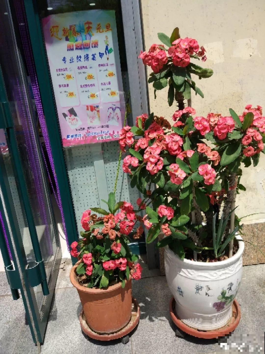 最长寿的9种花，一年四季都在开，剪了之后还能接着开！