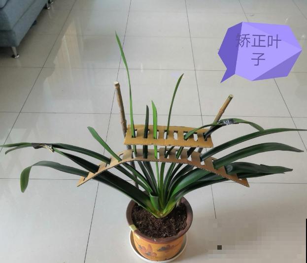 给花换盆的季节到啦，换完每月蹿一截，新叶子呼呼长！