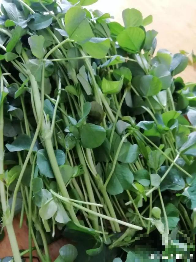 6种野菜最好吃，春天一定不能错过，炒鸡蛋包饺子真美！