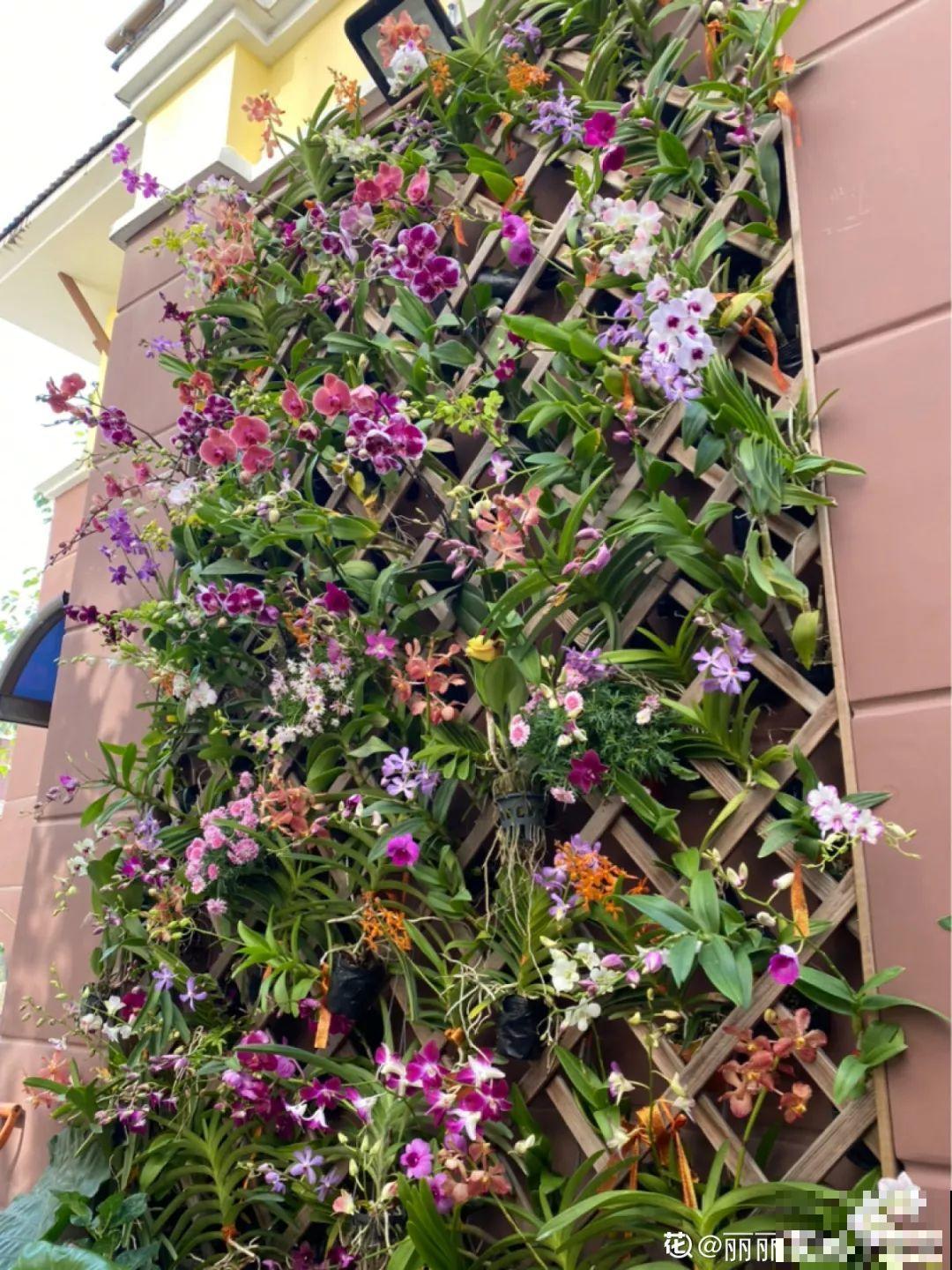 10种名贵兰花，春节养最美，花一开满屋子香气！