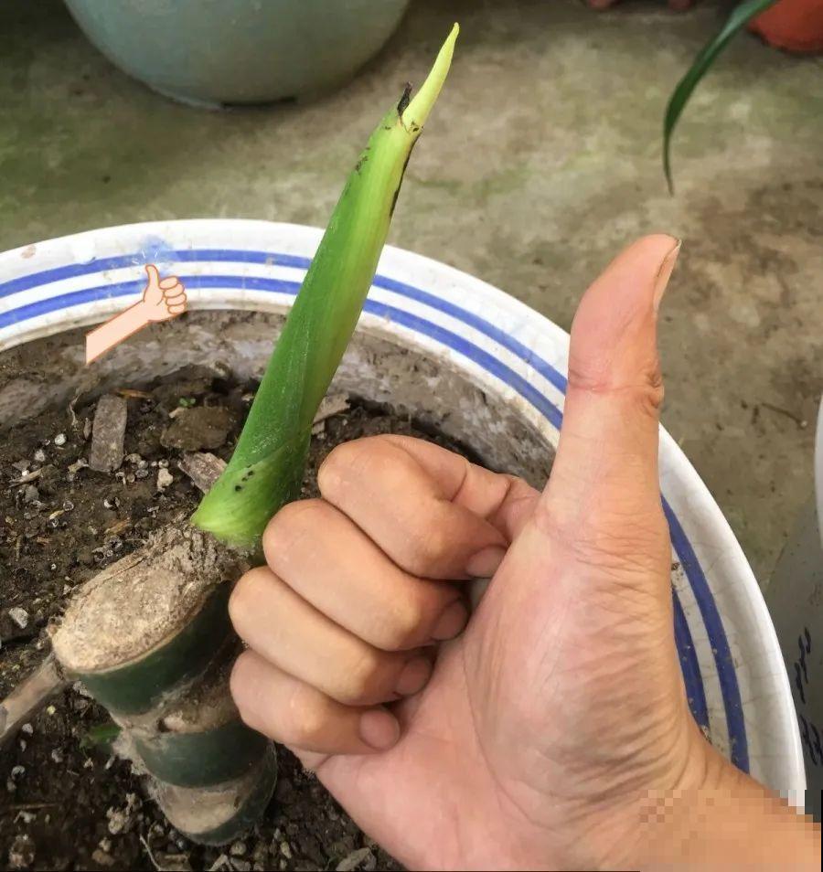 给这花换盆，土里扒出30个崽，根本不用扦插！