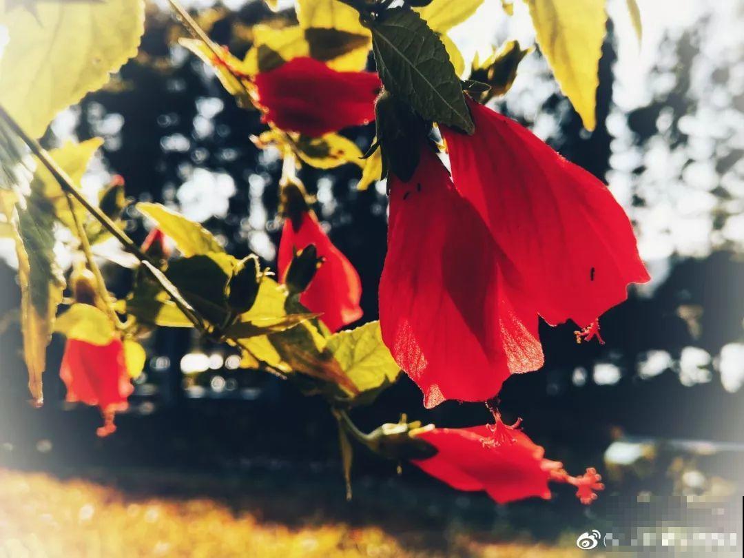 10种过年养的花，花市找不到，谁见了都稀罕！