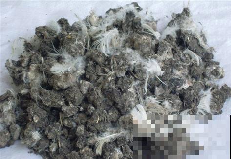 别捏鼻子了，这几种动物粪便都是宝，塞土里就成养花妙药！