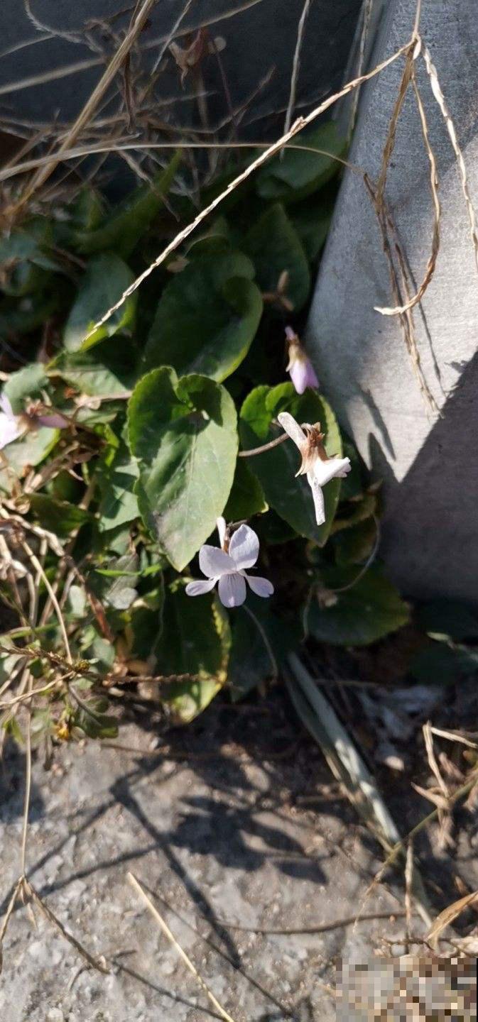 长在草坪的这花真惊艳，叶子纤弱花玲珑，馋得立马挖回家！