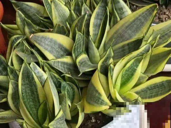 给这花换盆，土里扒出30个崽，根本不用扦插！