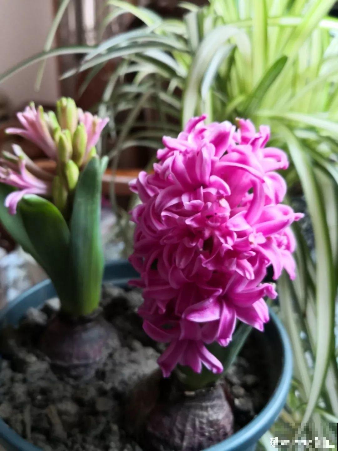 这花真奇葩，越开花叶子越黄，掐一把、来年继续开！
