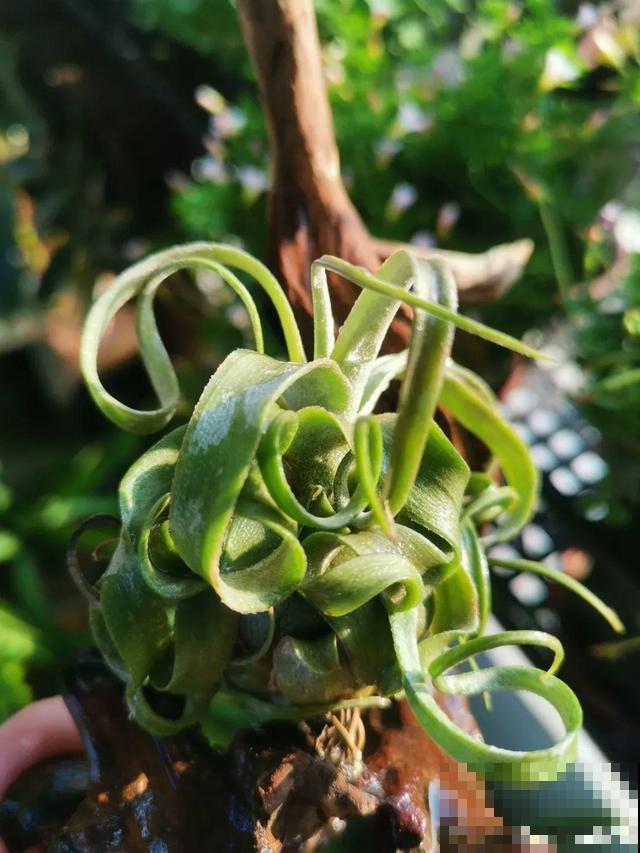 这花真好养，只吃空气就能活，最适合懒人养了！