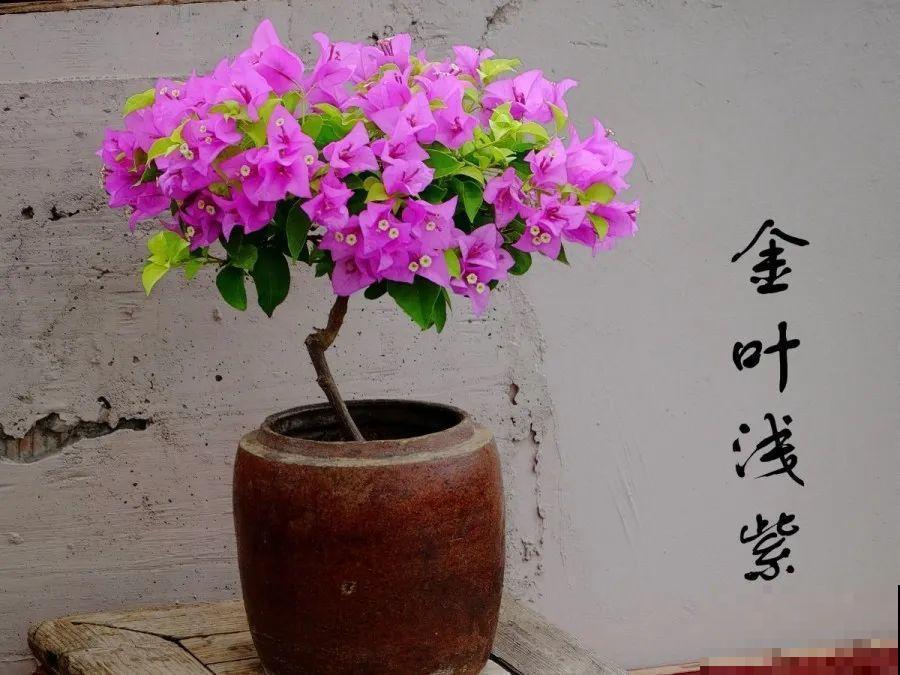 金枝玉叶不能长太高，越矮越值钱，一长高就砍！
