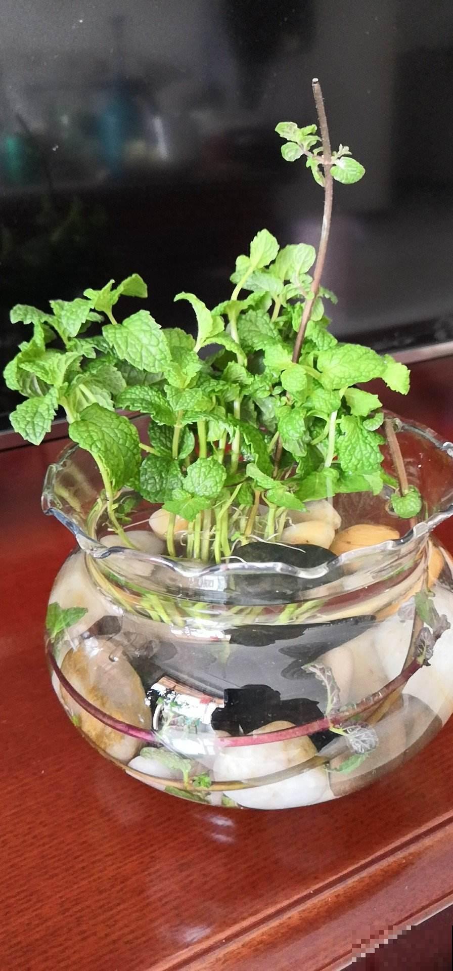 这种“香水花”，养在阳台正合适，风一吹满屋都香