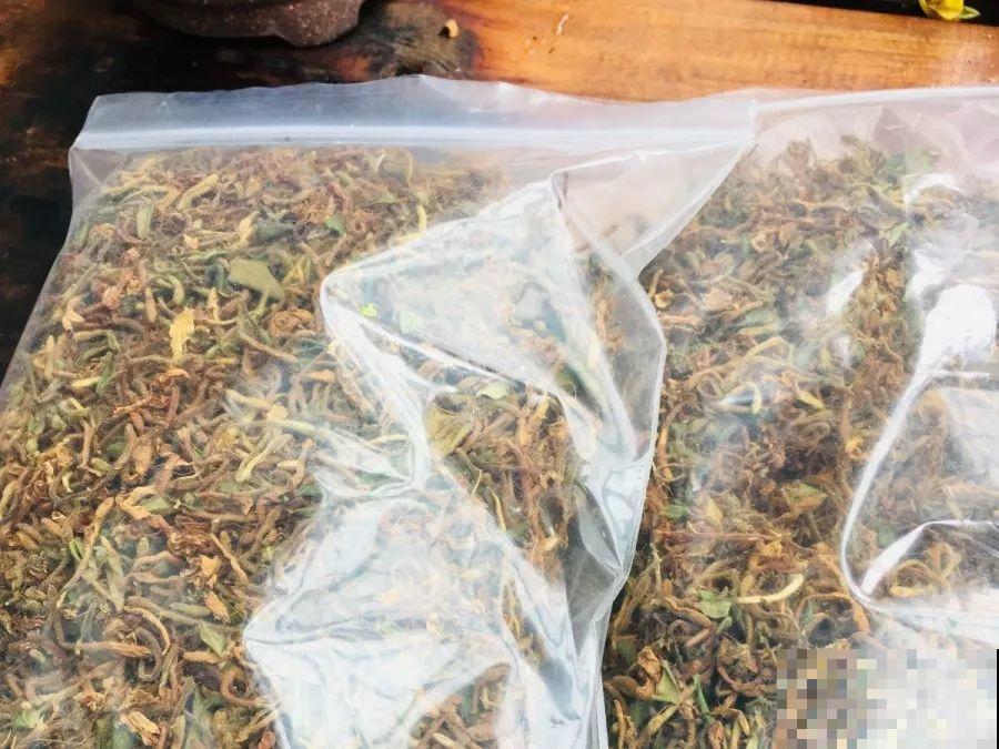 这花比茉莉还香，现在养夏天就能开，还省了一笔茶叶钱！