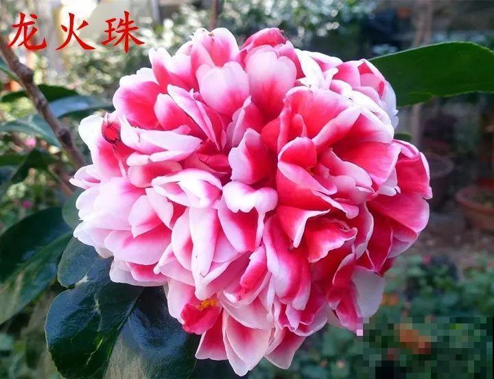 冬天必养的花，竟然有30个品种，最稀罕的是这个颜色！