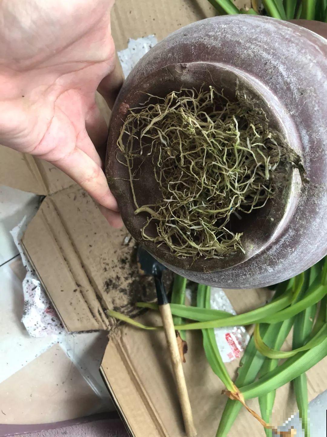 这花太能生，根系长满一轮胎，必须要换盆！