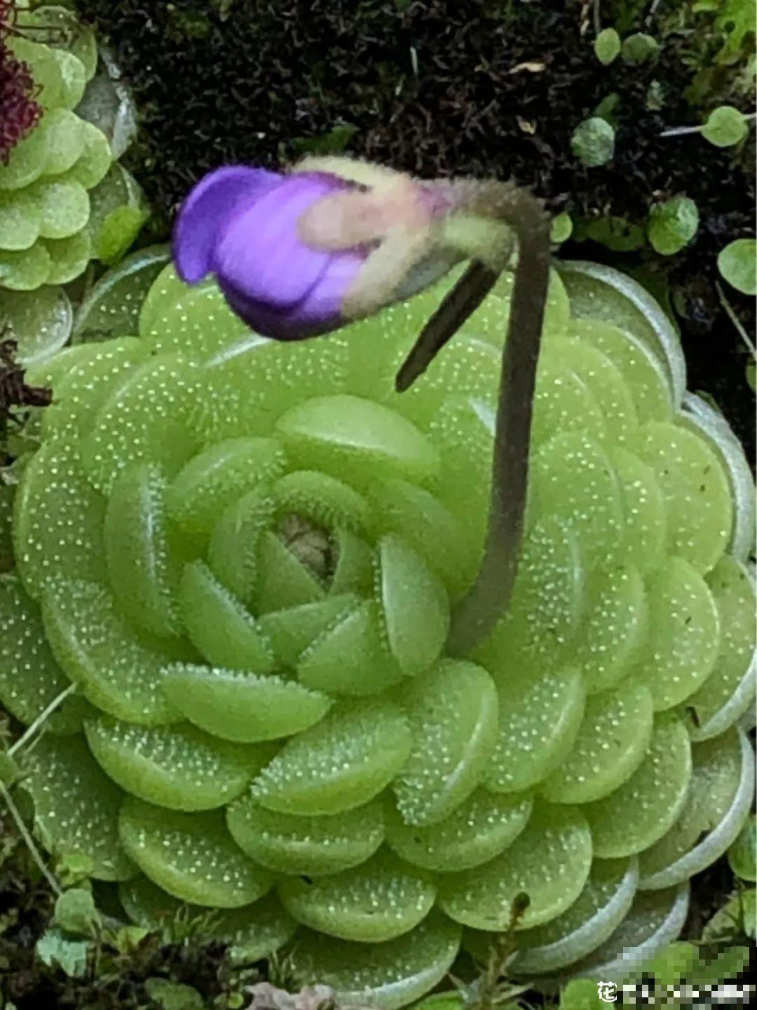 6种吃虫子的花，家里养1盆，虫子都被吓跑了！
