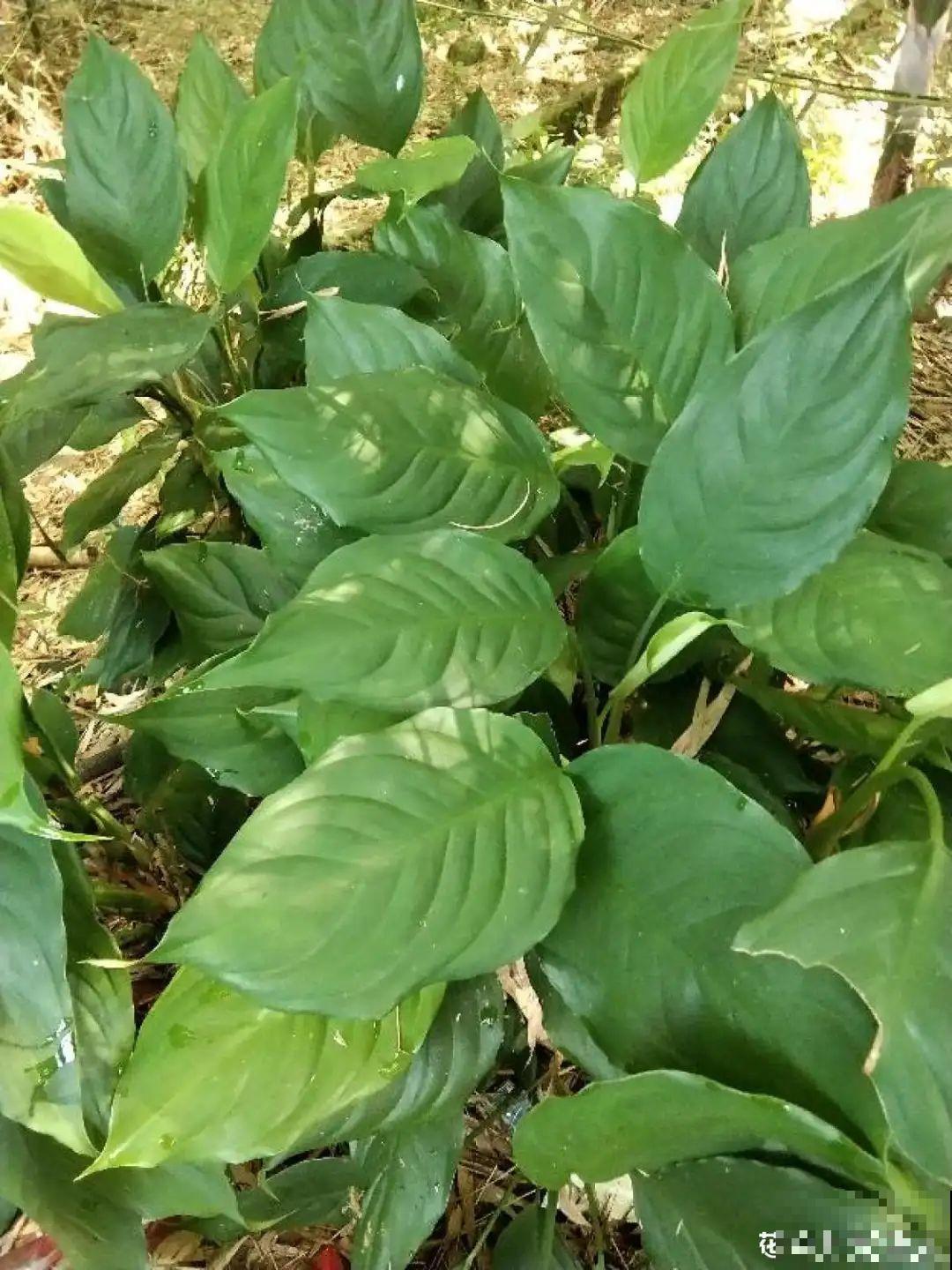 6种吃虫子的花，家里养1盆，虫子都被吓跑了！