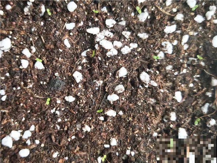 这水果太贵了，吃完留下核，还能种盆栽！