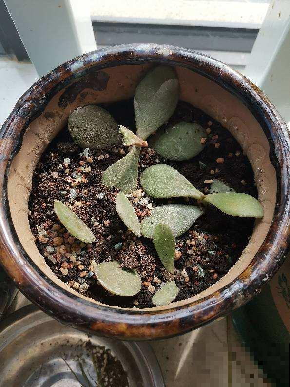 土里加两滴它，碱性变酸性，花儿都肥壮