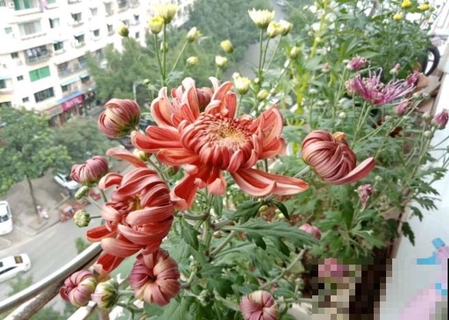 菊花春天会长“小脚”，掰下来种盆里，一棵立马变3棵！