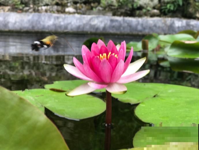出家人多肉，遇到虫害怎么办？