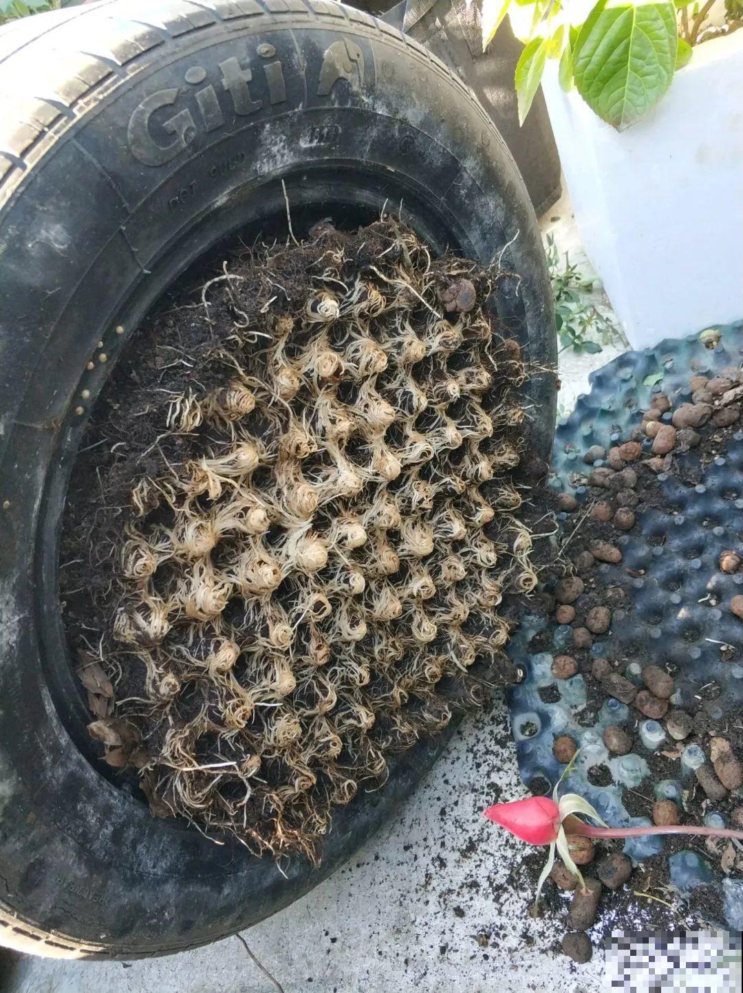 这花太能生，根系长满一轮胎，必须要换盆！