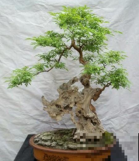 乡下路边都有的树桩，挖出来做盆景，能变成高价艺术品！