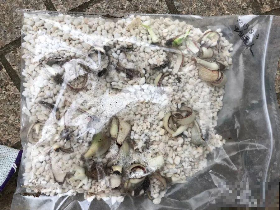 姐姐种的花一直没动静，根上长个黑窟窿，难怪不开花！