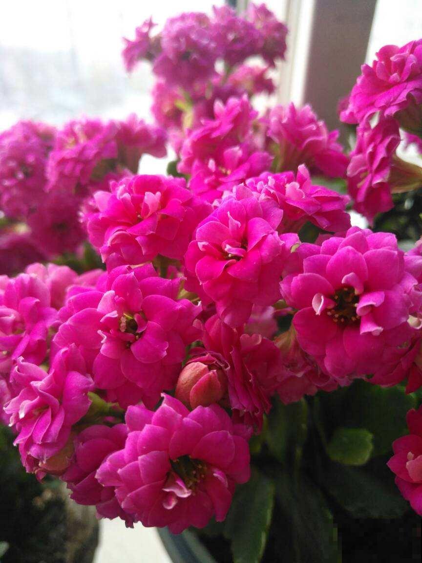 已经2月份了，长寿还没开花？给它套个塑料袋，10天就开花