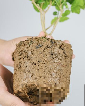 家里养茉莉花，什么时候换盆和修剪，才能长得郁郁葱葱？