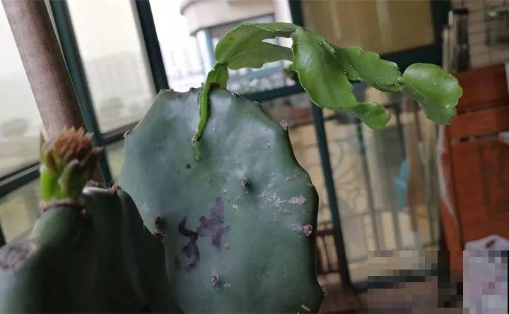 1个球切8块，丢土里就能冒芽，来年收获一大盆！