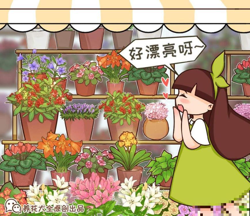 家里该养什么花，去花市看看就知道，买这几种绝不后悔！