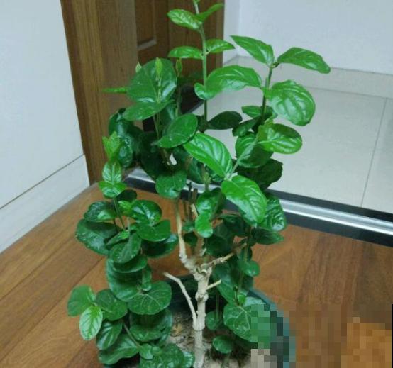 家里养茉莉花，什么时候换盆和修剪，才能长得郁郁葱葱？