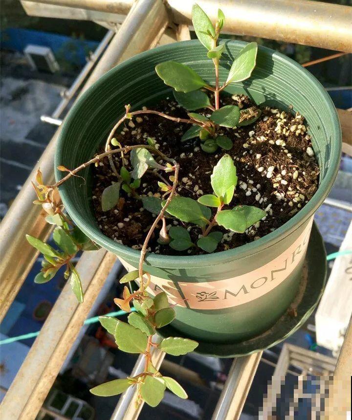 这2个长寿新品种，花一开像吊灯，新手也能养爆盆！