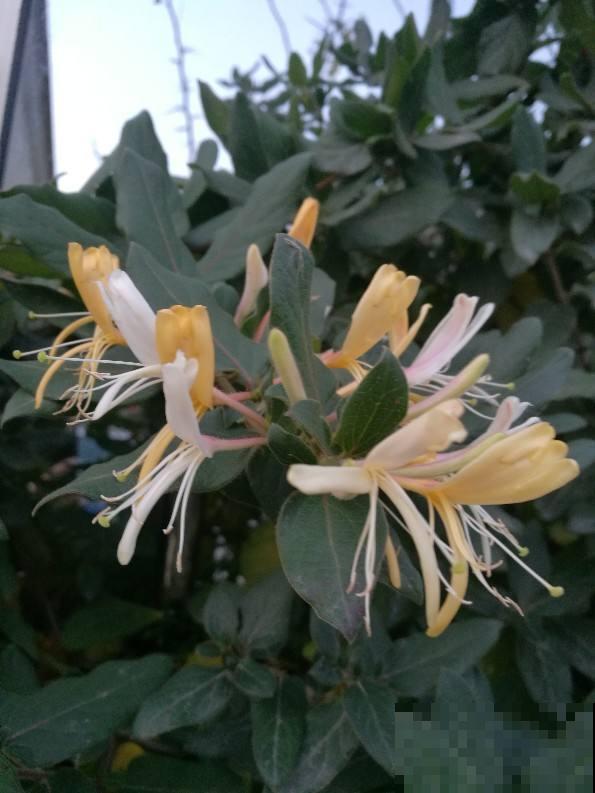 种花最养人，花期长、花量大，还能泡茶喝