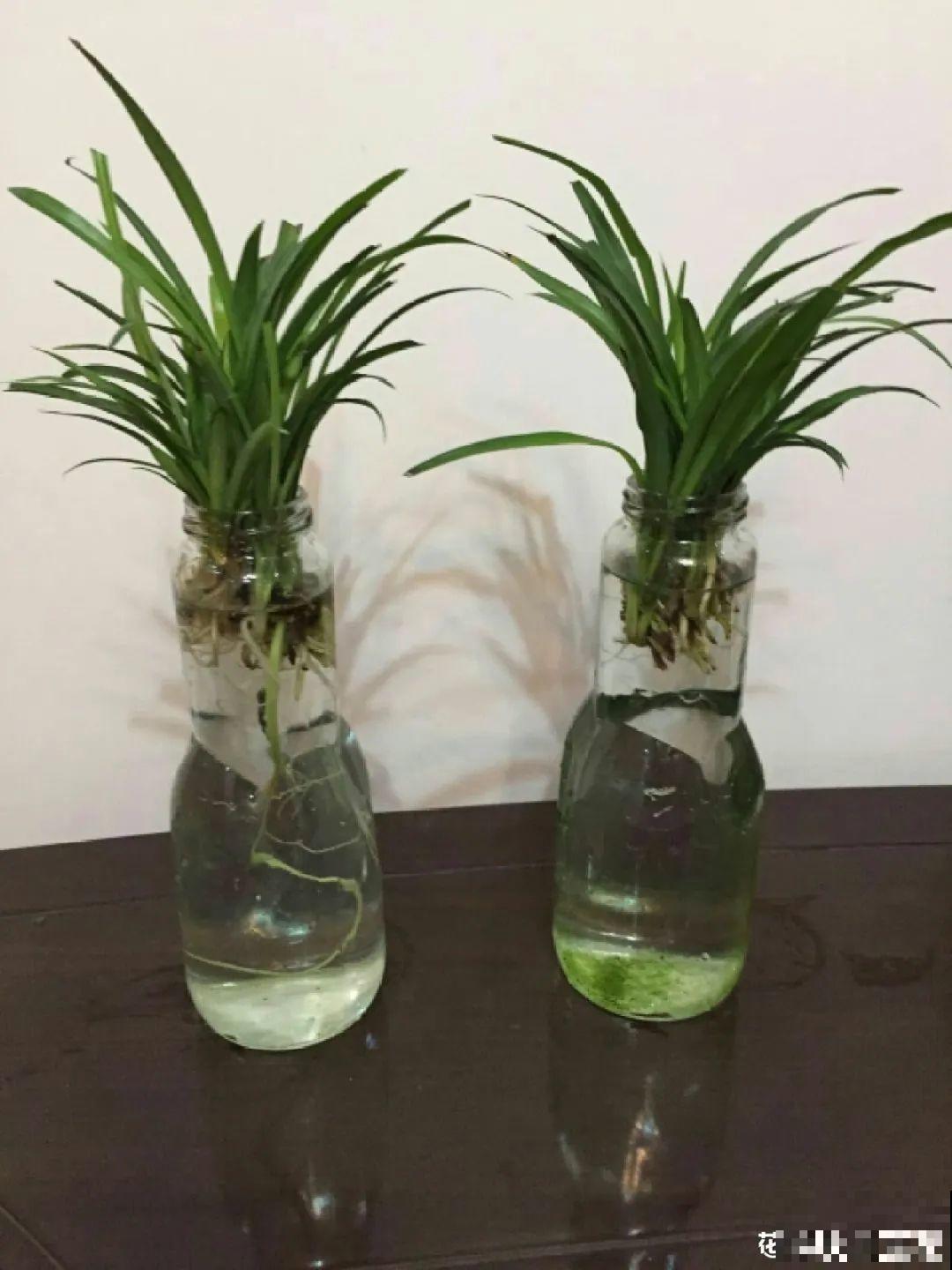 最难养的7种花，丢水里反而蹭蹭长，根系长满瓶！