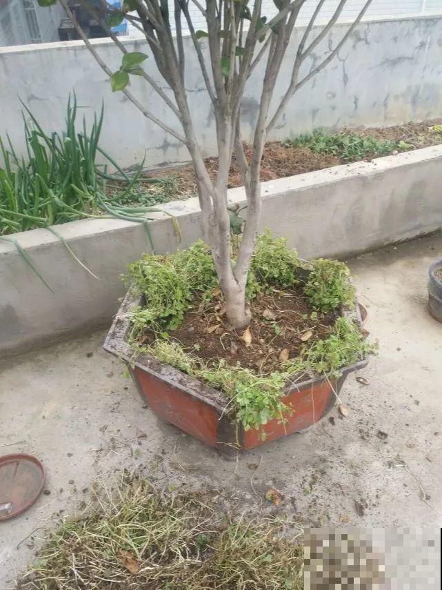 养这花才省心，掉片叶子下来，砖缝里也能长！