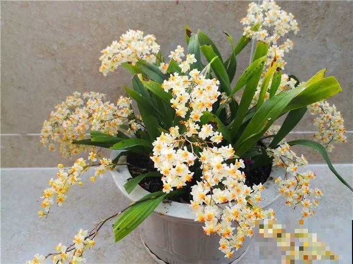 10种名贵兰花，春节养最美，花一开满屋子香气！