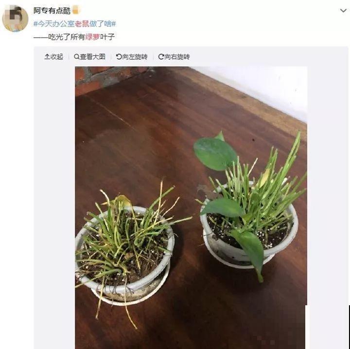 家里养的宝贝花，老鼠最爱偷吃，一夜啃个精光！