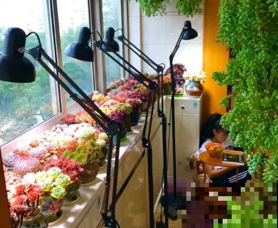 家里光照不好，给多肉加个补光灯，一个月就红彤彤！