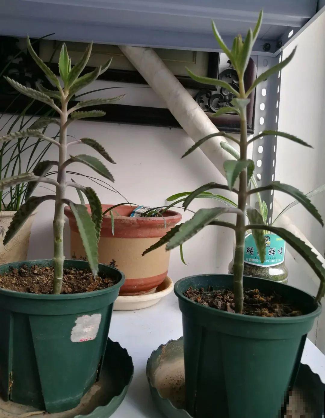 3棵茶花绑一绑，1年变成大老桩，懒人也能养成！