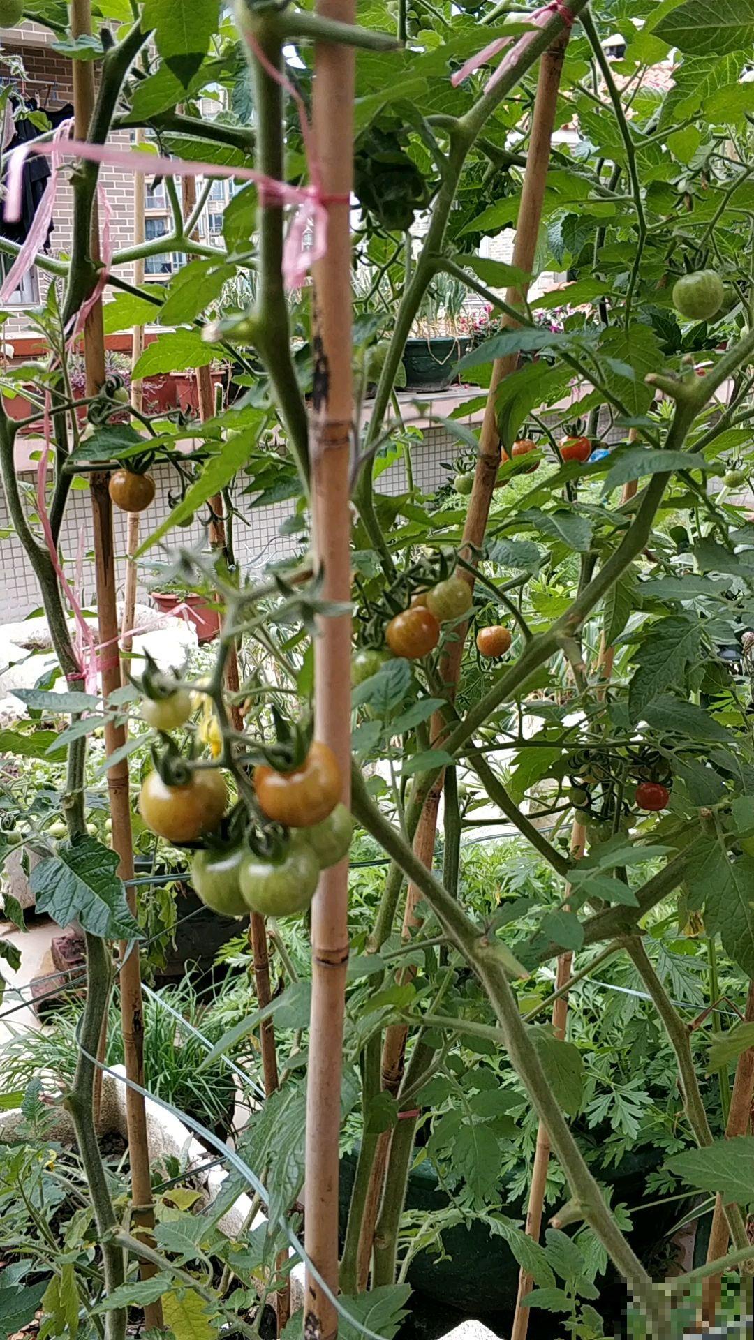 “3种菜”养在阳台，半个月长一茬，掐下一把就能炒菜