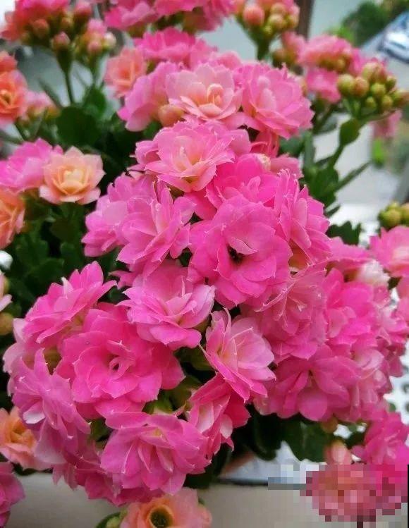 1棵长寿花，冒出124个花箭，开花开成大锅盖，咋养的？