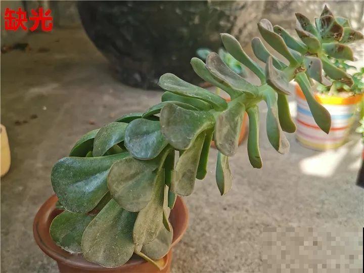 花变成这样，立马剪撒点粉，否则撑不过7天！
