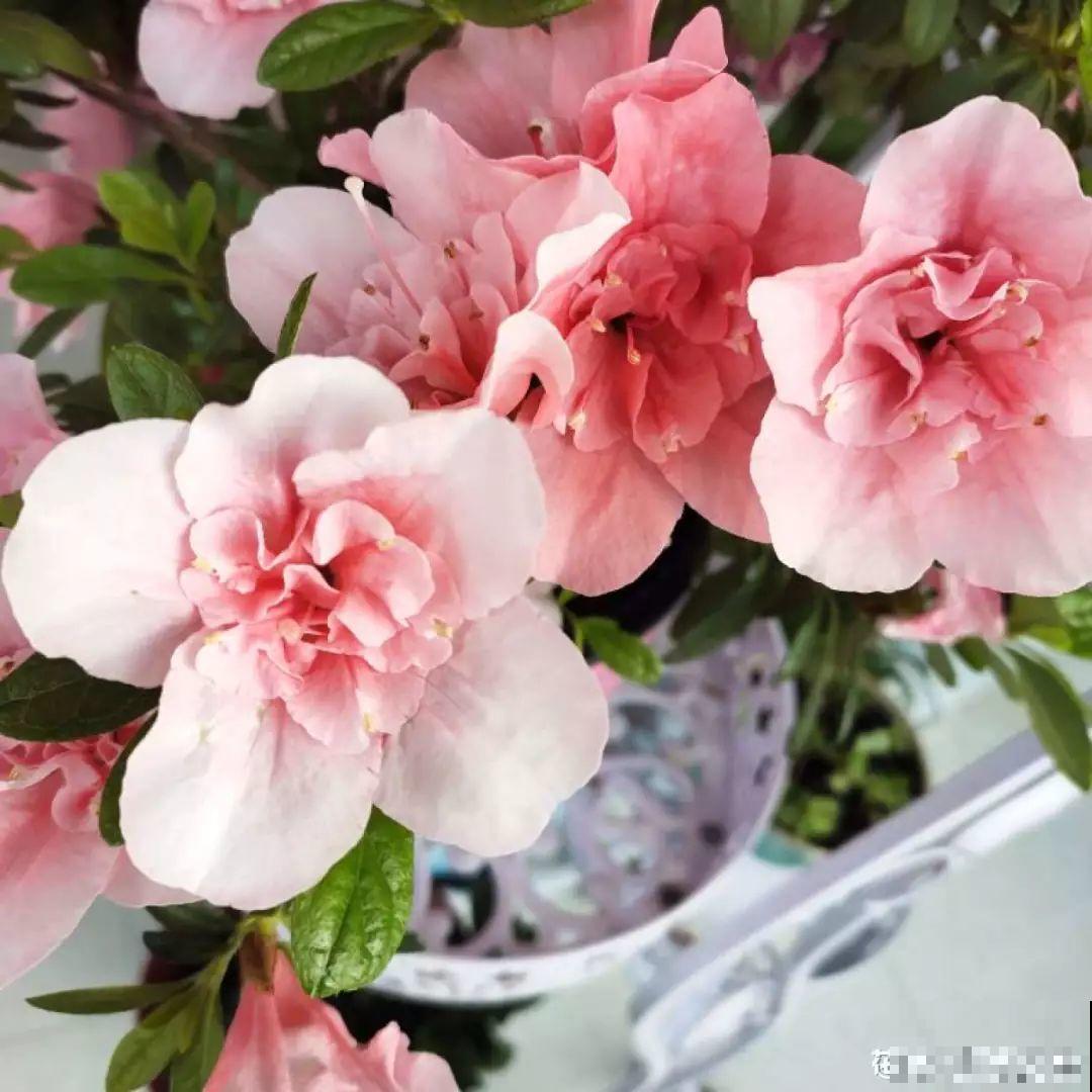 这花公认难养，买回家没开两天，叶子发黄全都往下掉！