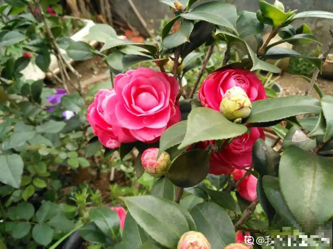 花养成光杆司令，别扔了、还有救，3天起死回生！