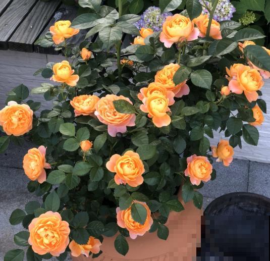 花期超长的5种花，最适合春天种，一开就是大半年！