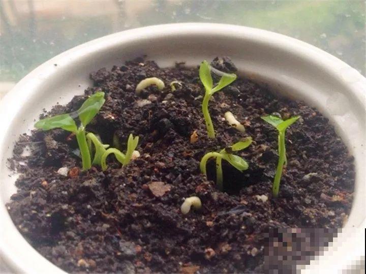 这水果太贵了，吃完留下核，还能种盆栽！