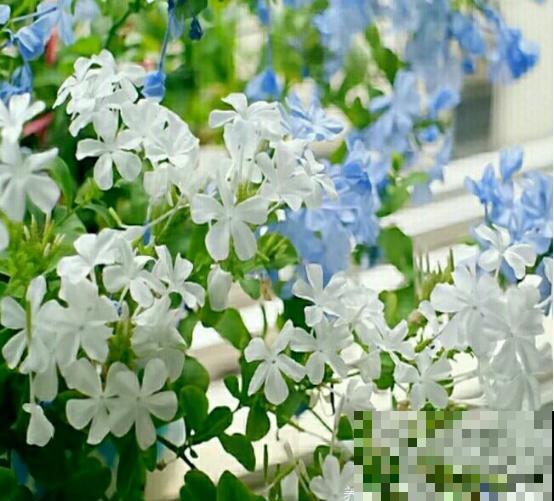 植物界的3种“雪花”，居然是在夏天开的，你见过几种？